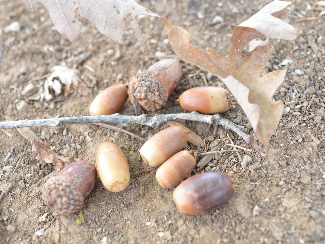 acorns laying on the ground
