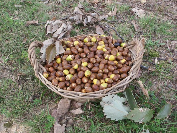 The Ultimate Guide to Foraging and Eating Acorns