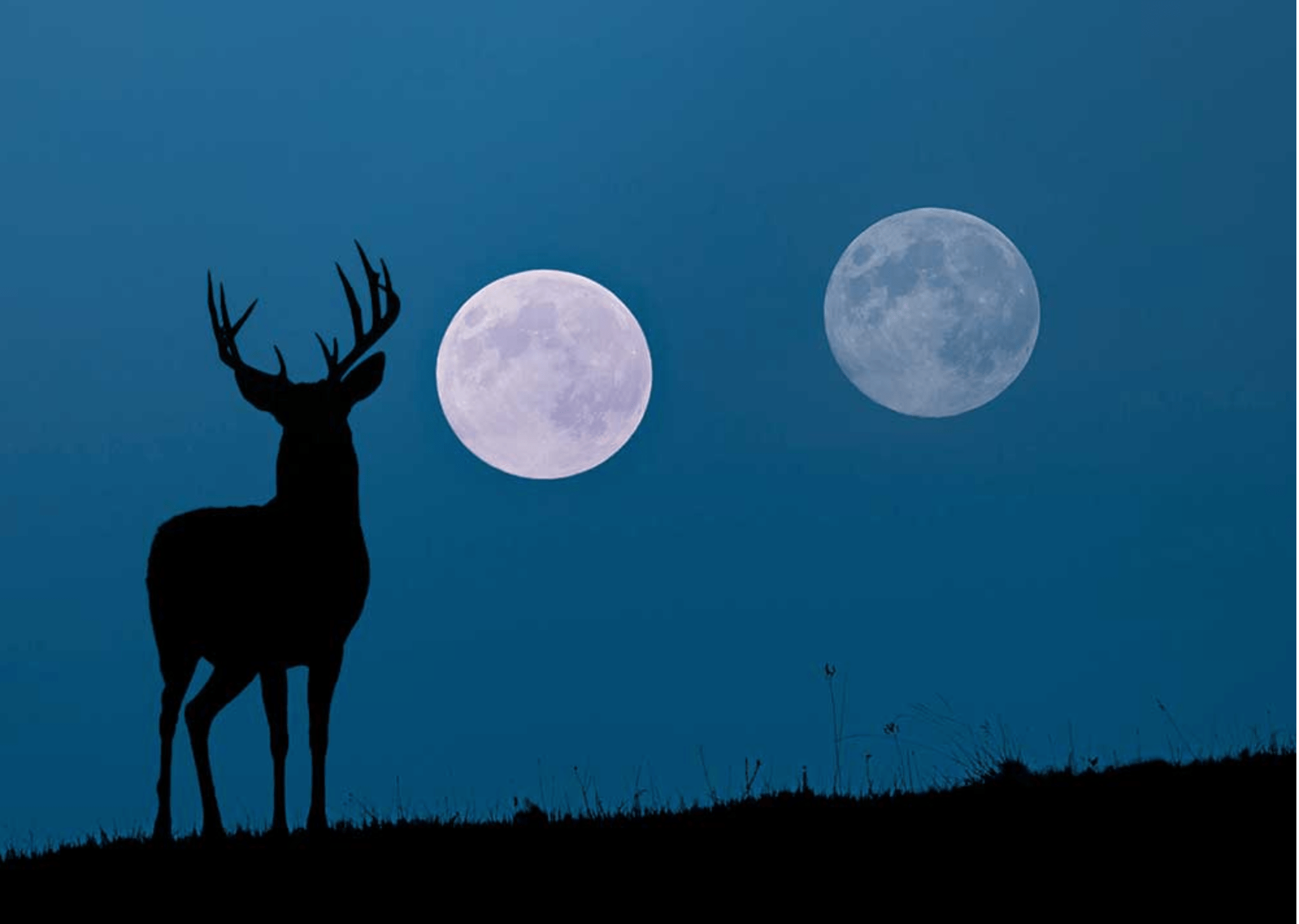 How does moon phase really affect deer movement?