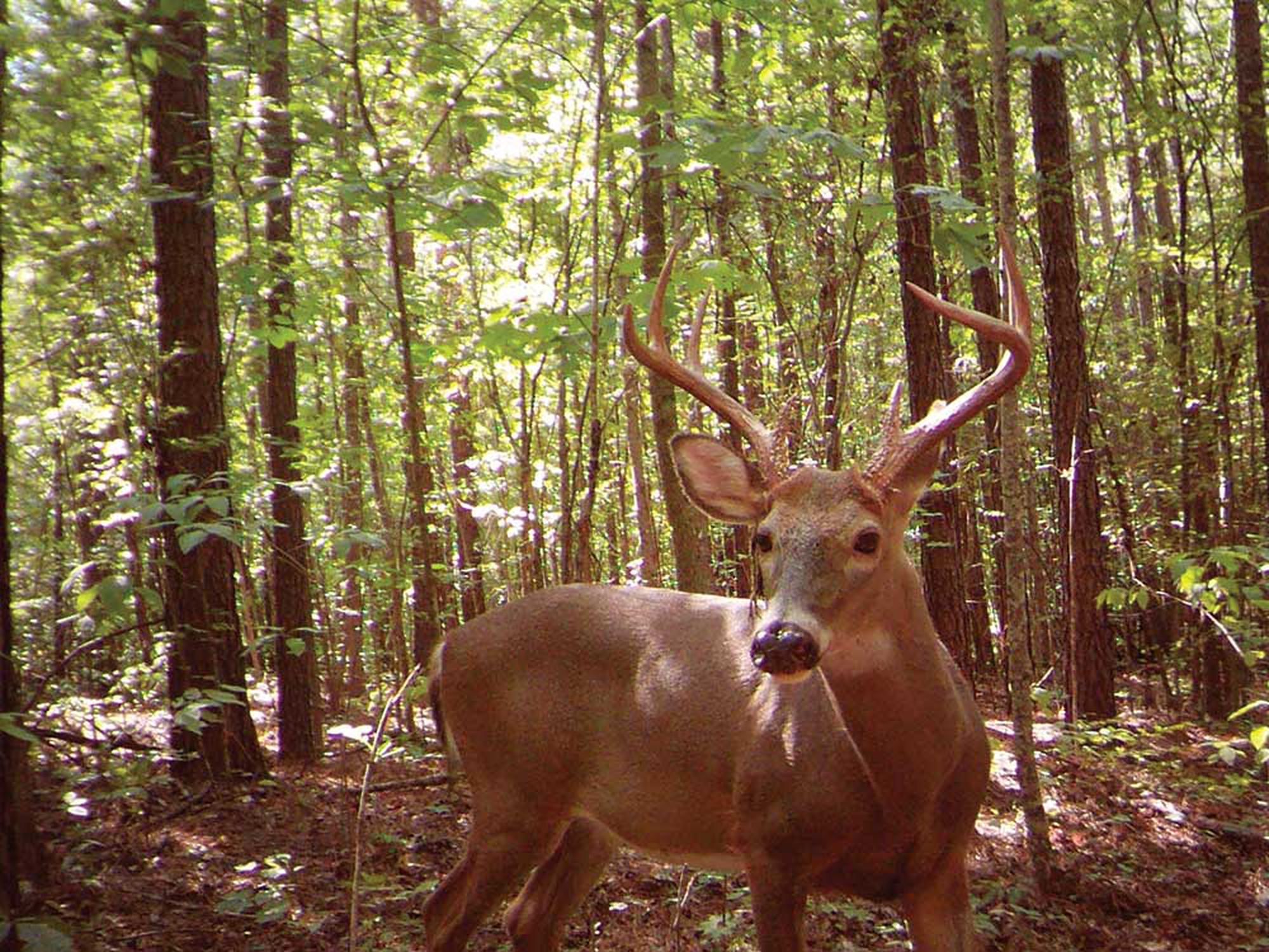 Trail camera images from the authors study showed mature bucks moving during daylight hours.