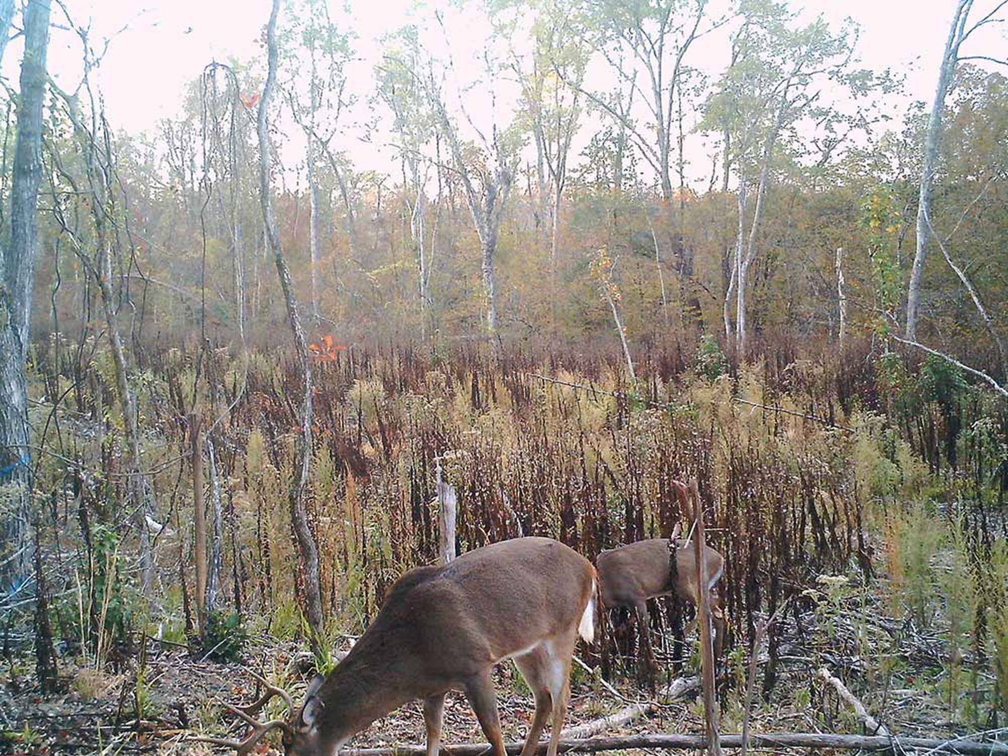 Trail camera images from the author's study showed mature bucks moving during daylight hours.