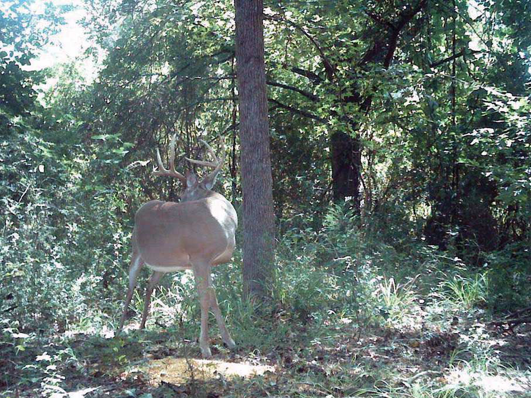 Trail camera images from the authors study showed mature bucks moving during daylight hours.