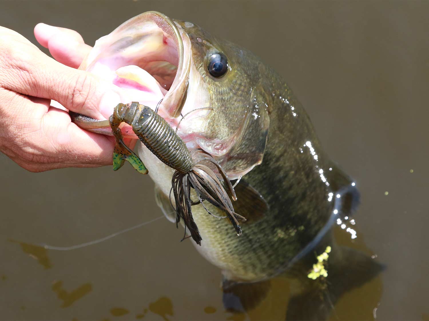 largemouth bass creature baits