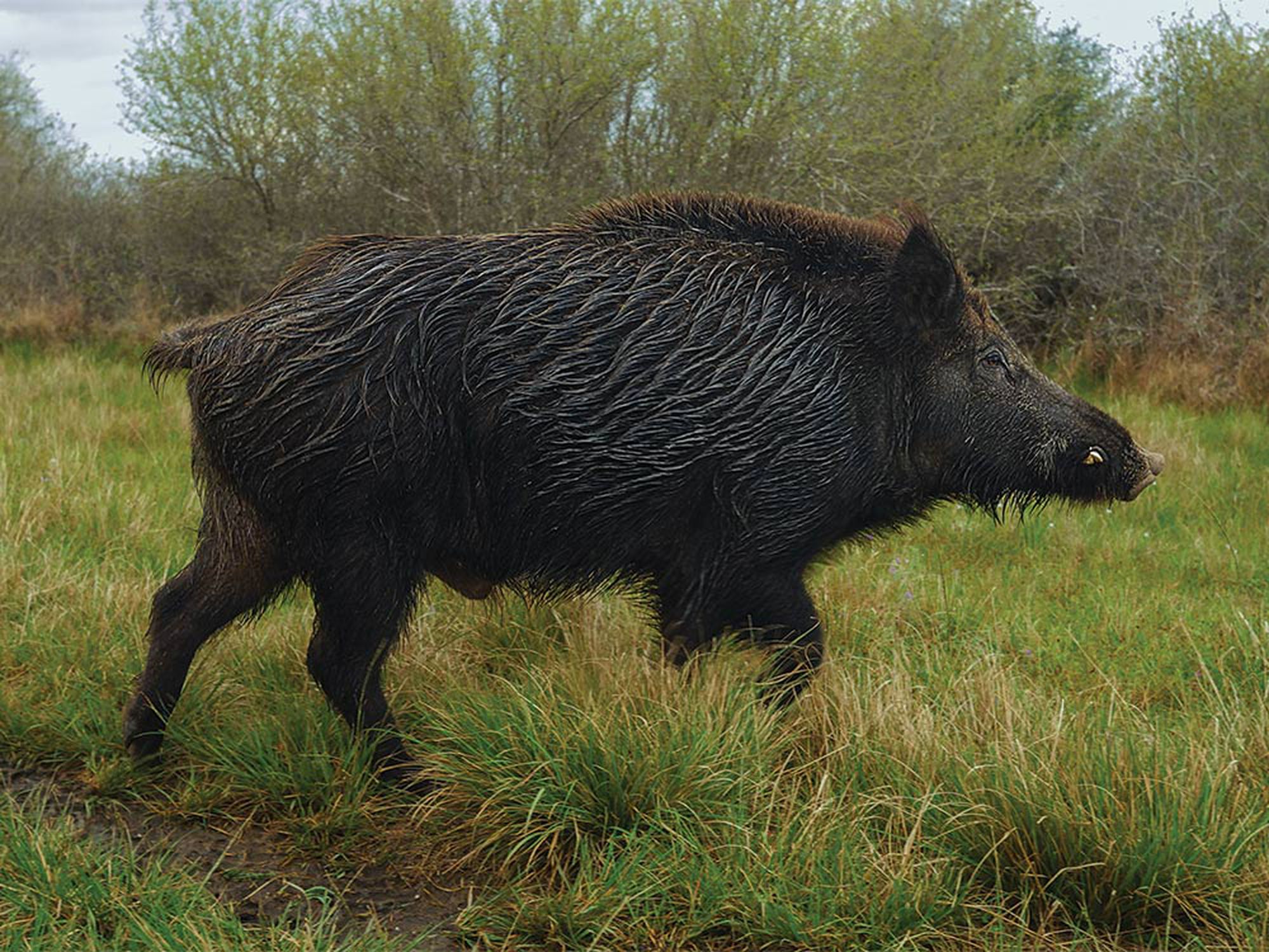 Big hogs are savvy hogs. They move most on the edges of daylight.