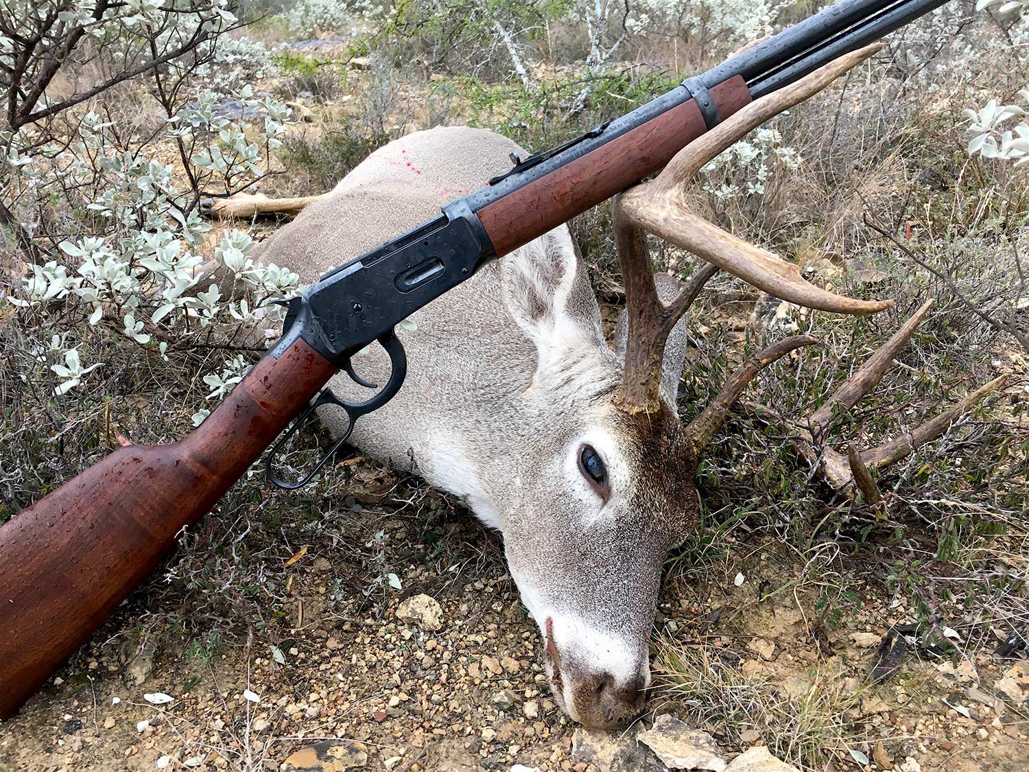 whitetail deer with a rifle on its antlers