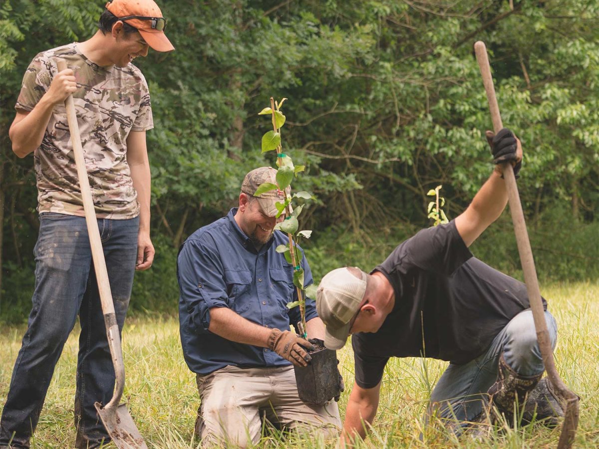The 6 Best Tree Species for Planting a Deer Orchard