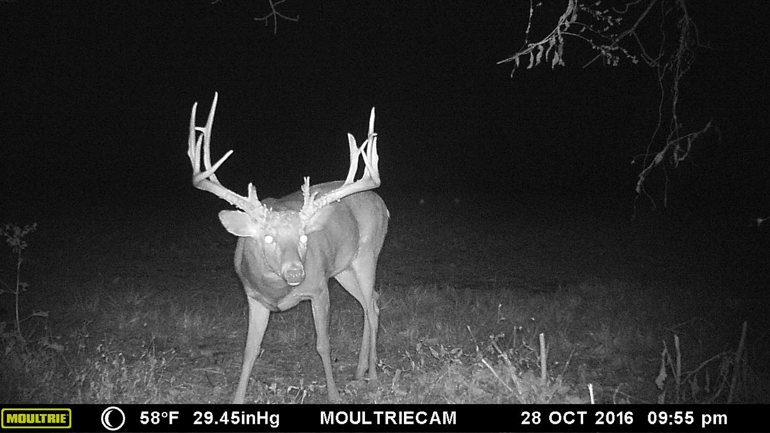 deer trail camera night time