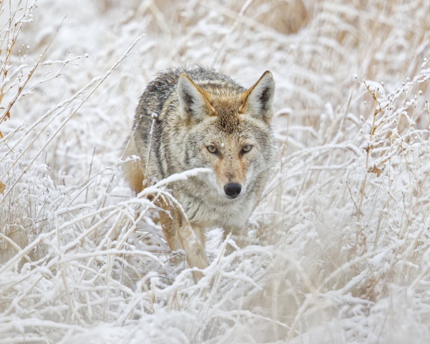 How to Call Coyotes