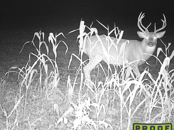 Sure, The Hottest Deer Hunting Tactics Are Nice. But the Best Tip is to Go with Your Gut During the Rut