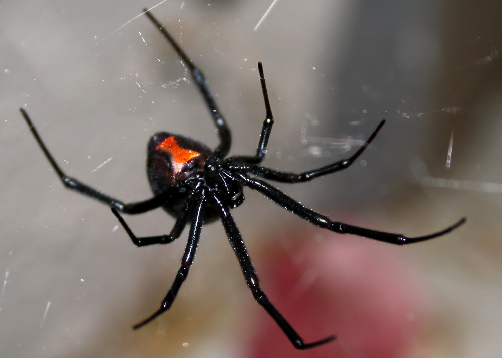 black widow spider