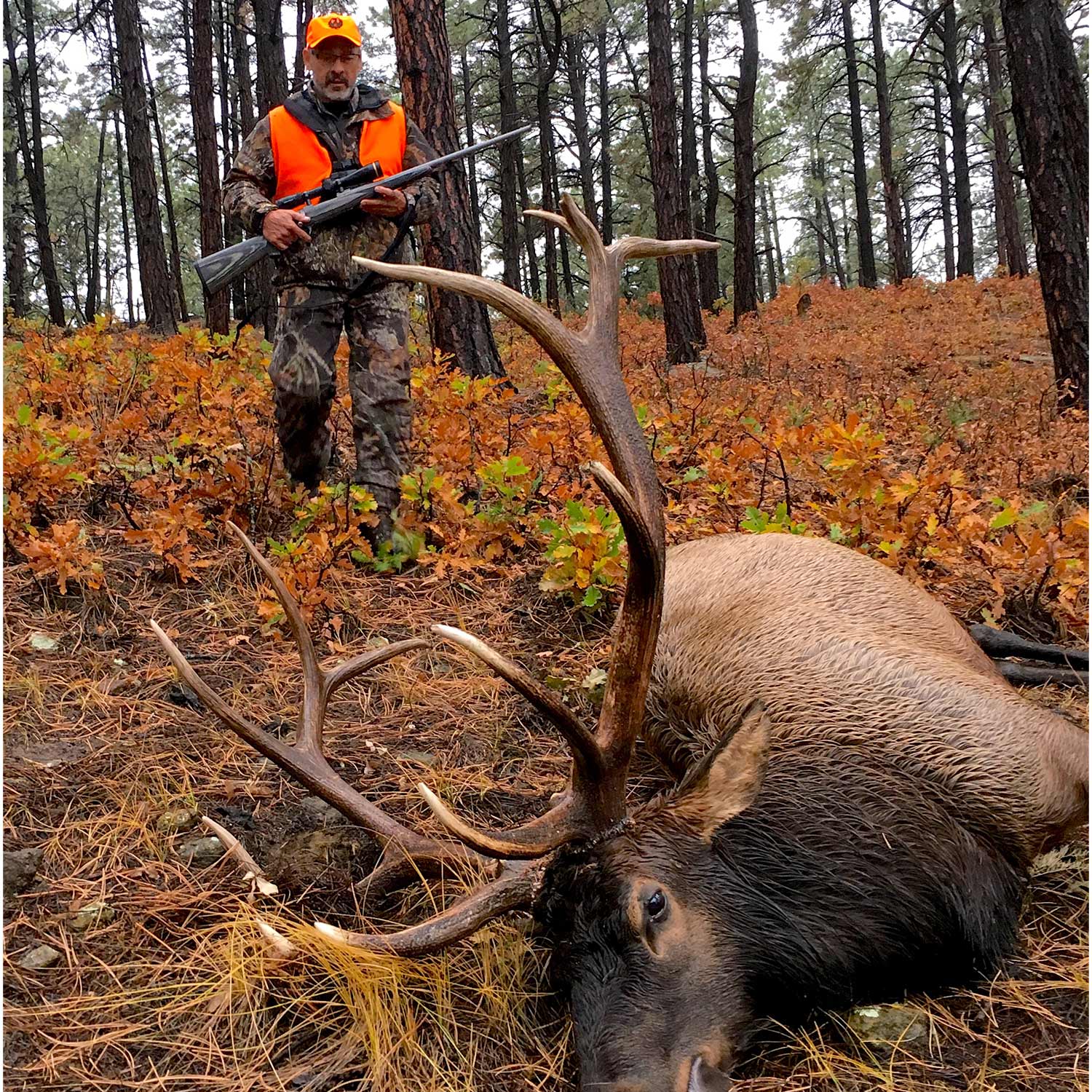 hunter walking up on a bull elk