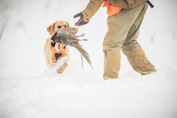 5 Tips for Solo Pheasant Hunting