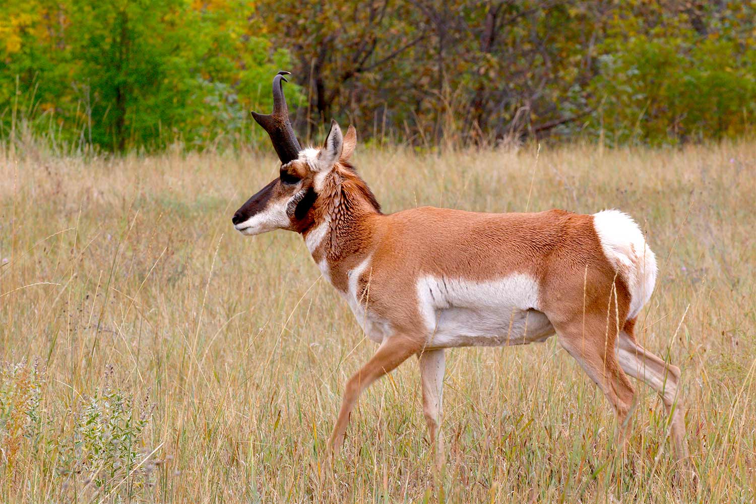 an adult pronghorn in a field