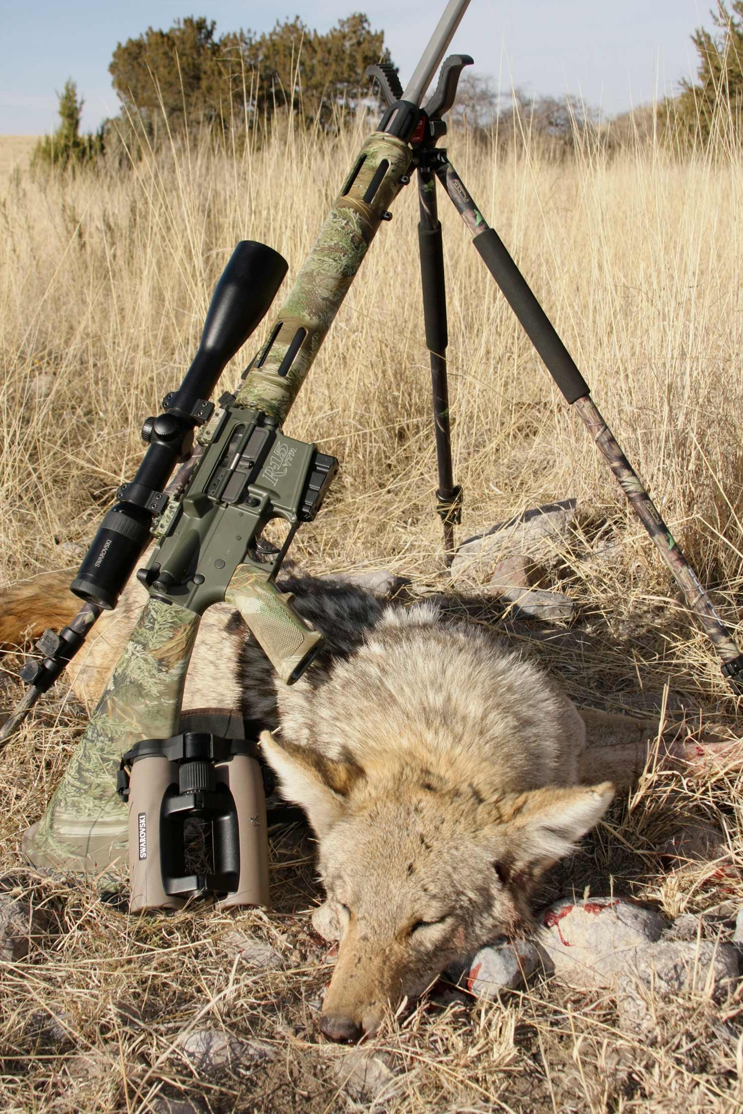 a coyote and a ar style rifle