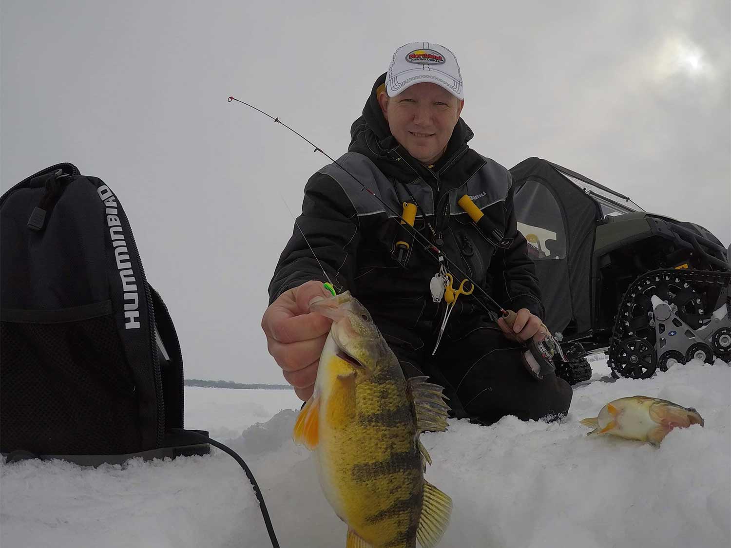 angler pulling a yellow perch out of an ice hole.