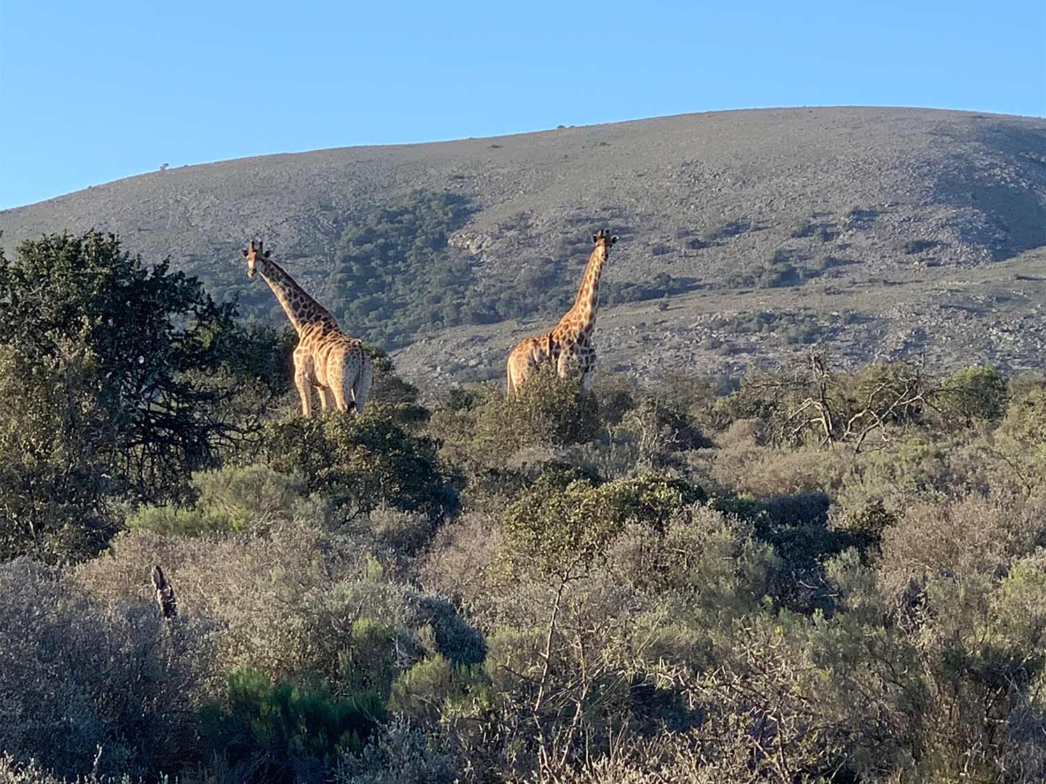 Two giraffes peeking over a brushline in Africa.