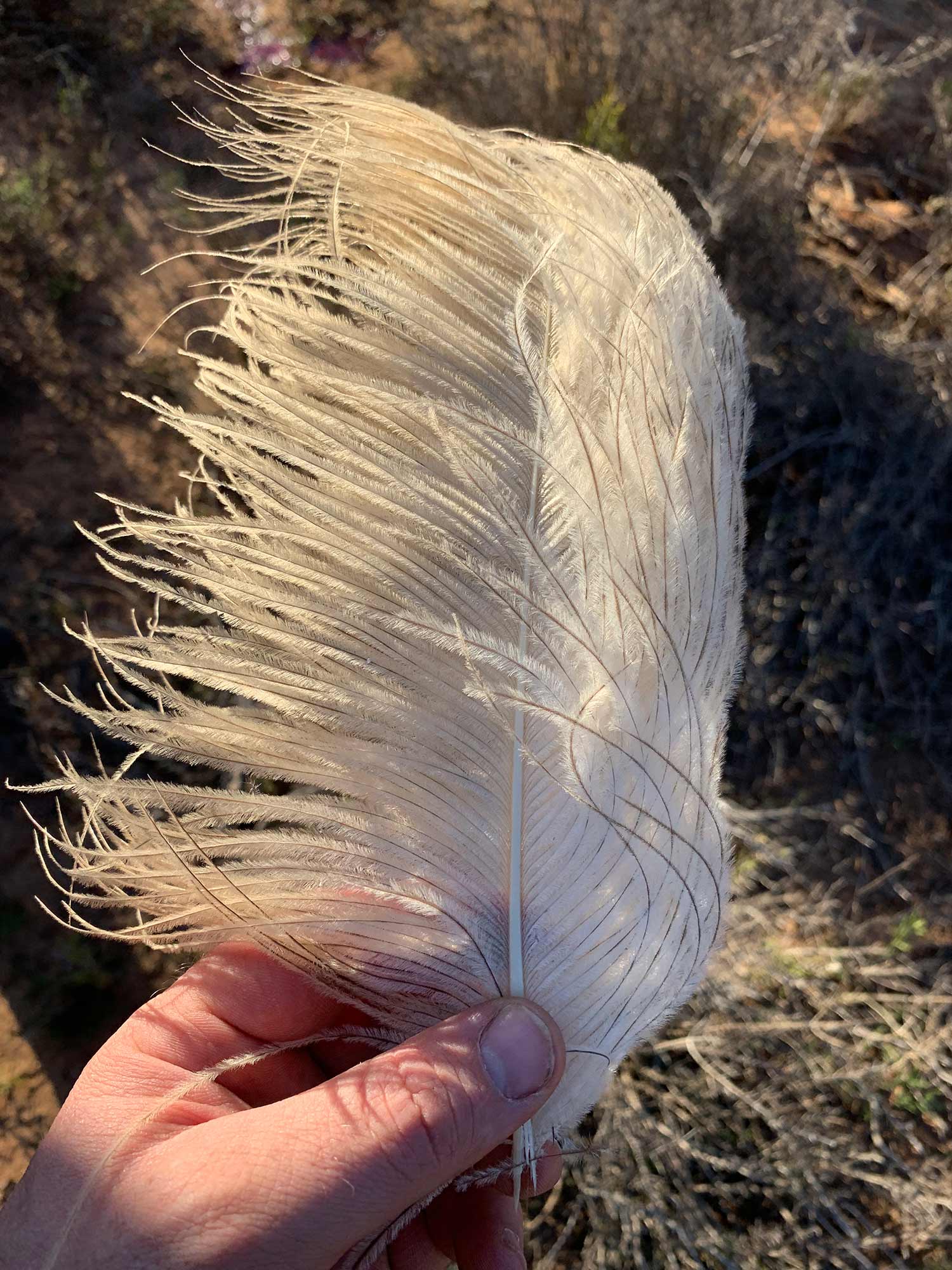 A hand holding an ostrich feather.