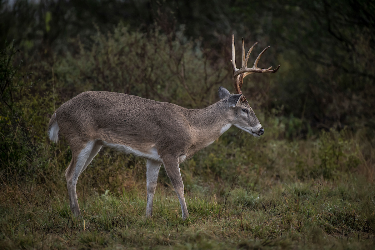 85 Late Season Deer Hunting Tips Outdoor Life