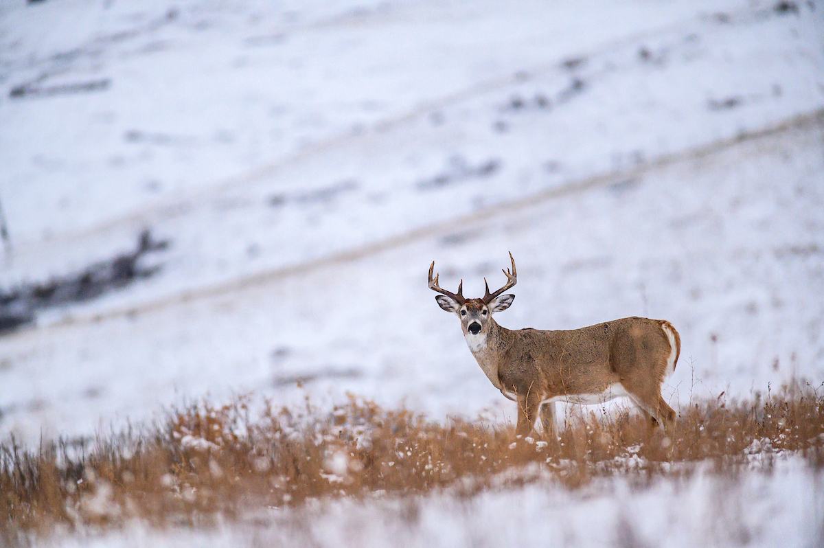 85 Late Season Deer Hunting Tips