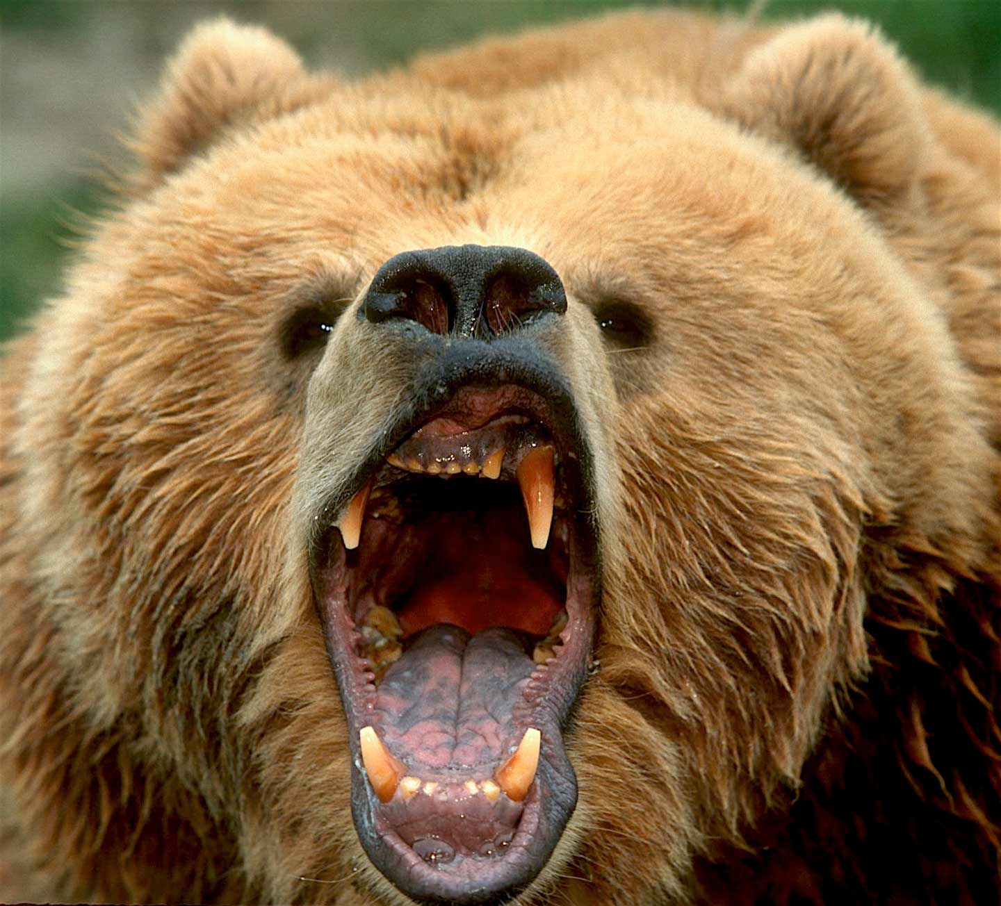 a roaring grizzly bear