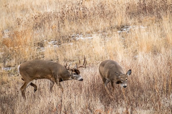 101 Best Deer Hunting Tips For the Rut