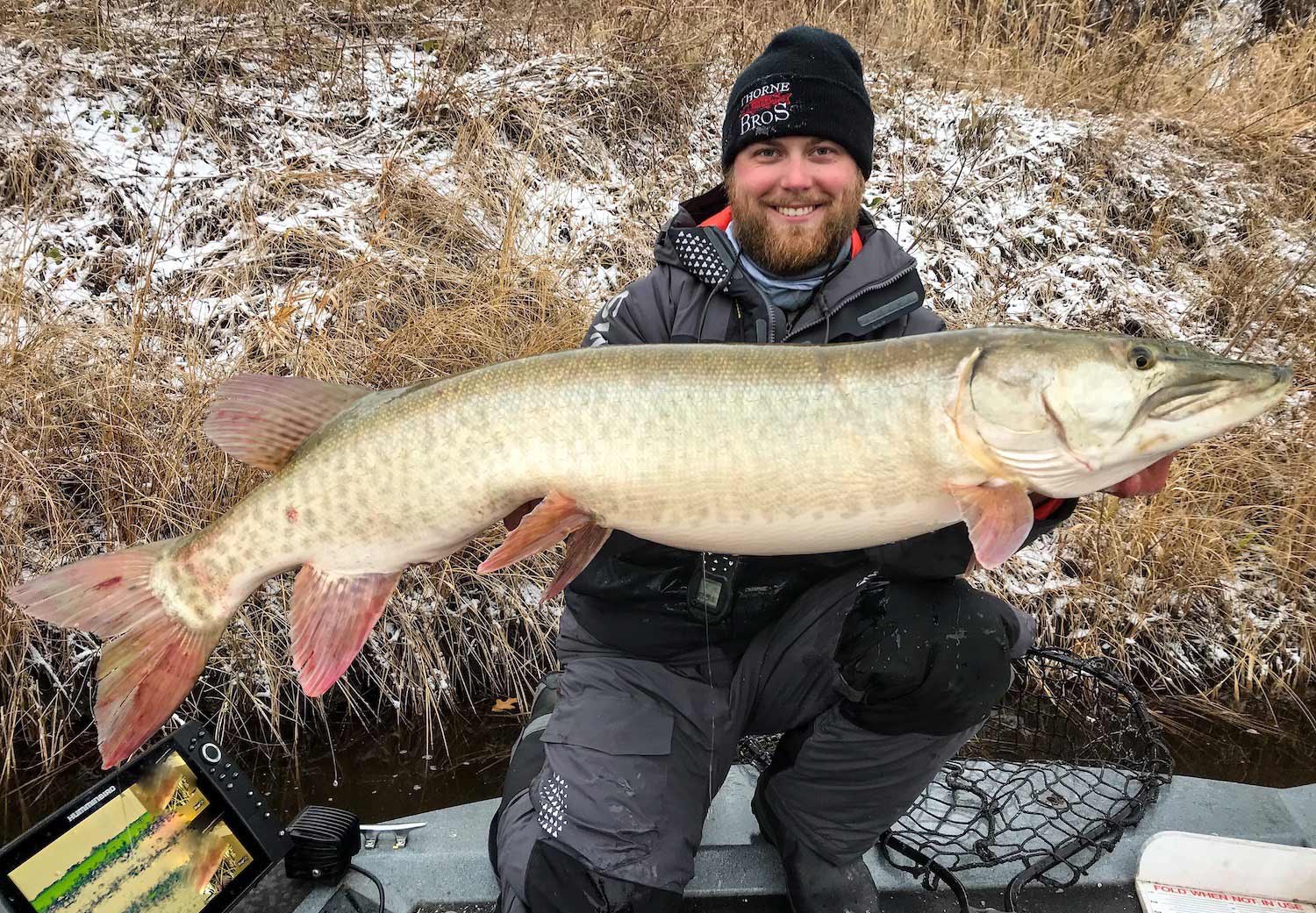 Muskie guide Luke Swanson holds up a fat muskie caught during Minnesota’s shoulder season.