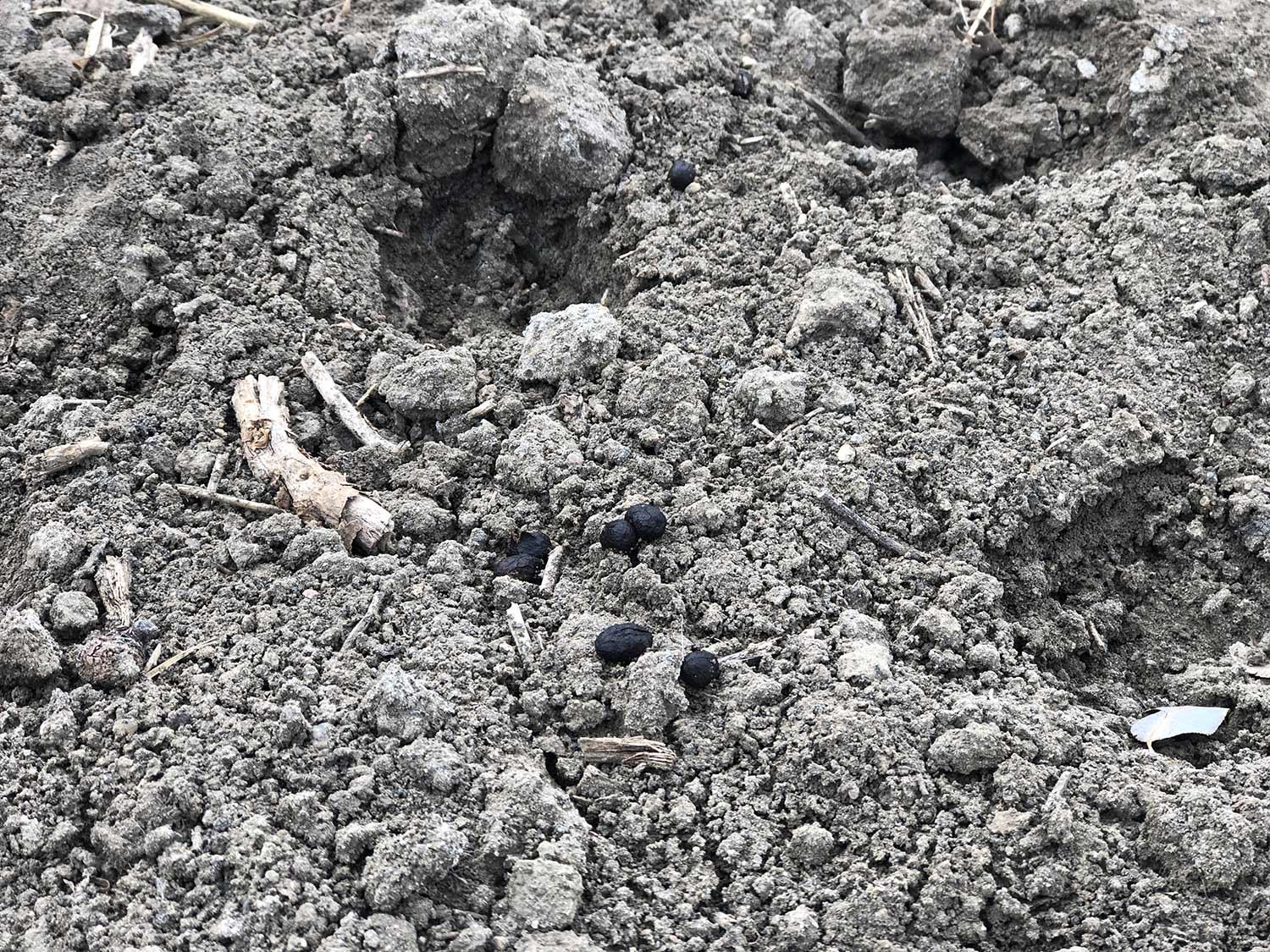 deer pellets laying on rocky soil