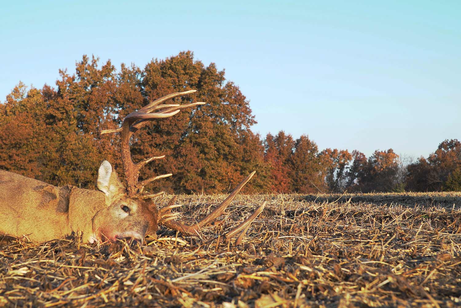 A nontypical whitetail buck in a food plot.