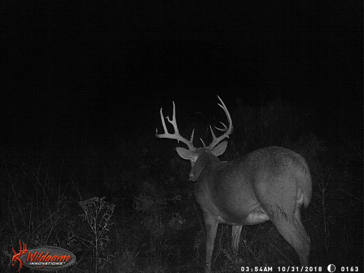 black and white trail camera of a whitetail buck at night.