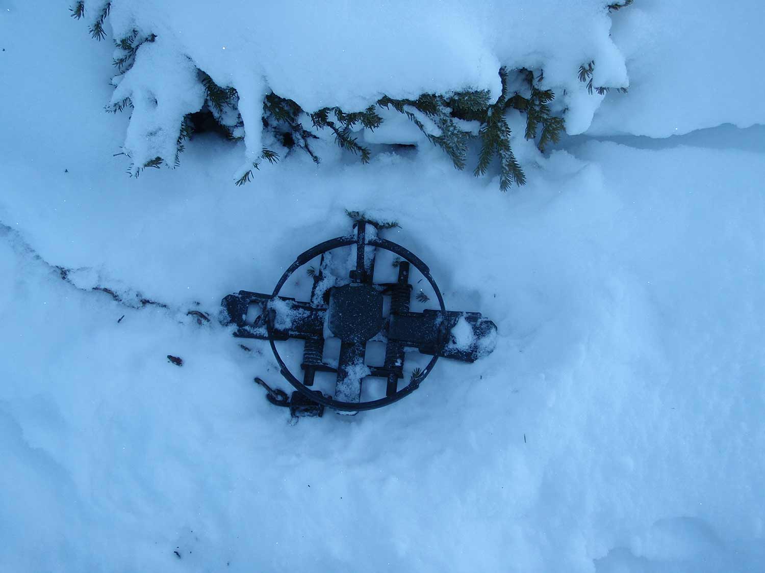 Alaskan #9 wolf trap in the snow.