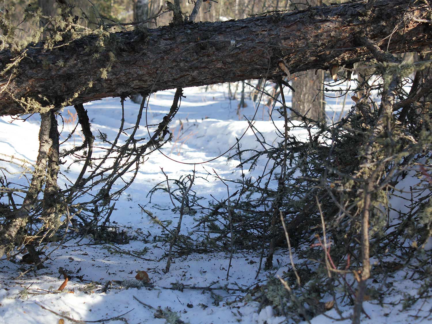 A tree fallen across a trail provides a perfect snare set