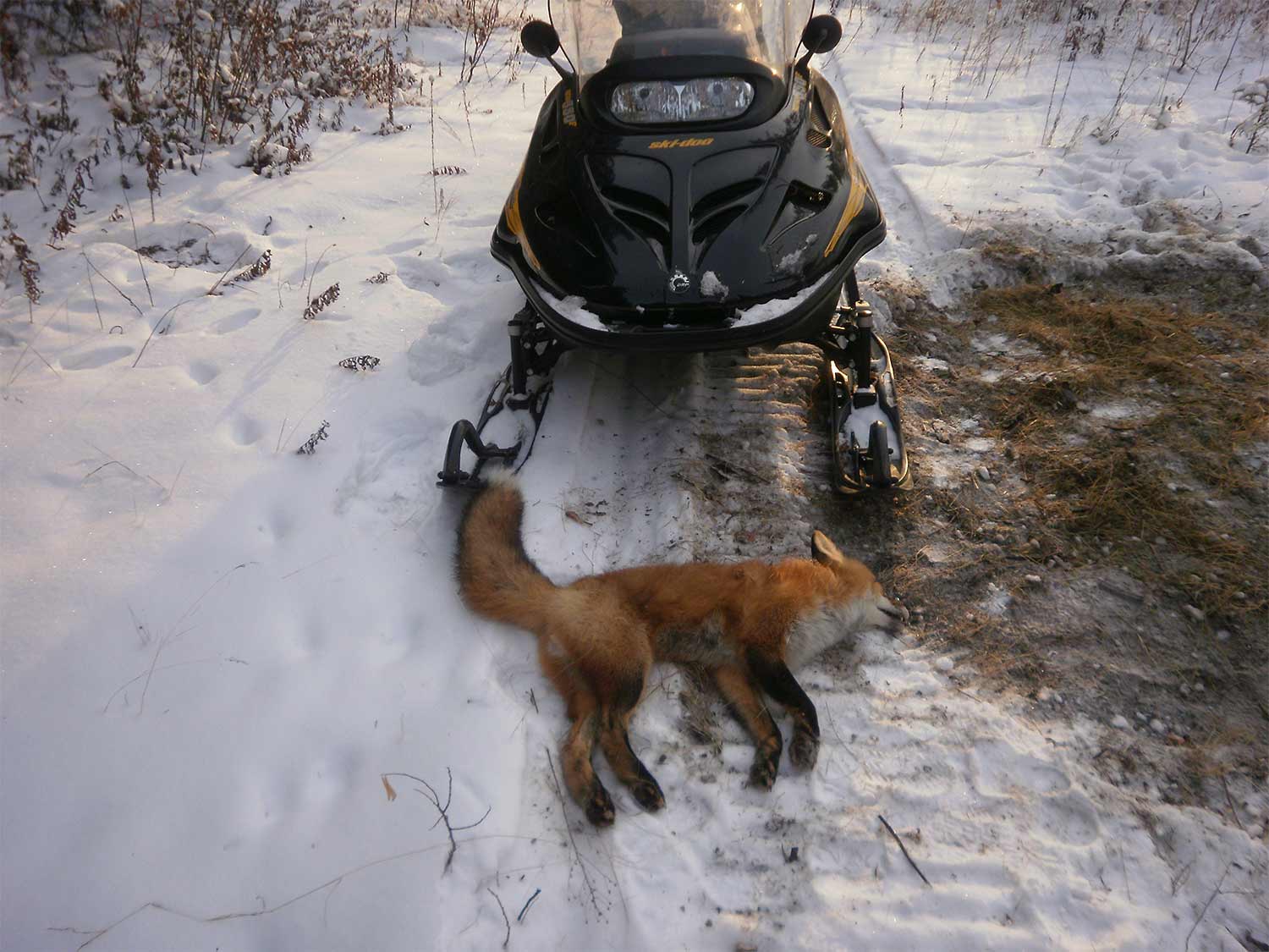 A fox on the ground in front of a snowmobile.