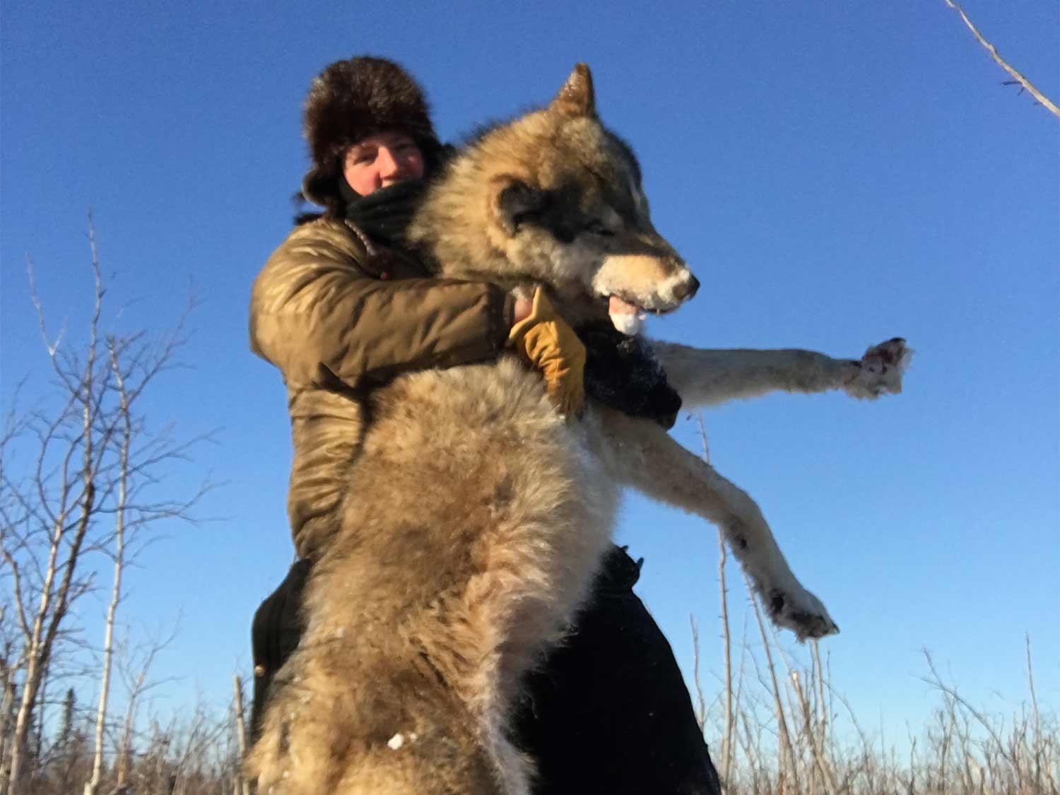 A hunter with a large wolf.