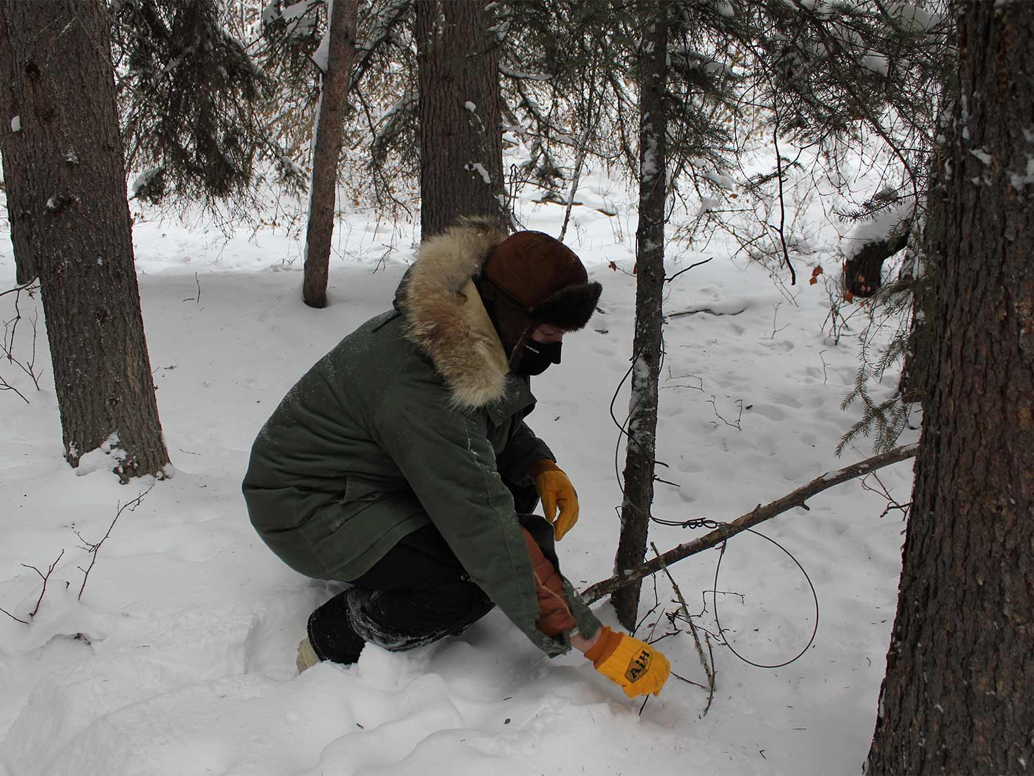 Author sets a snare to catch a wolverine that had been circling behind lynx sets.
