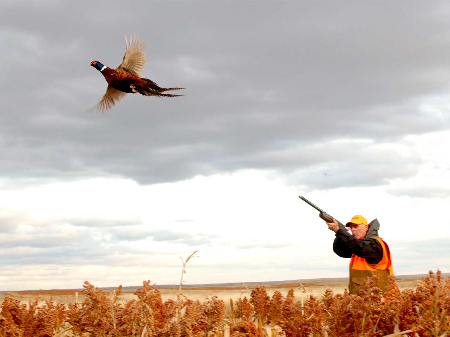 A pheasant hunter firing with a 12-gauge shotgun.