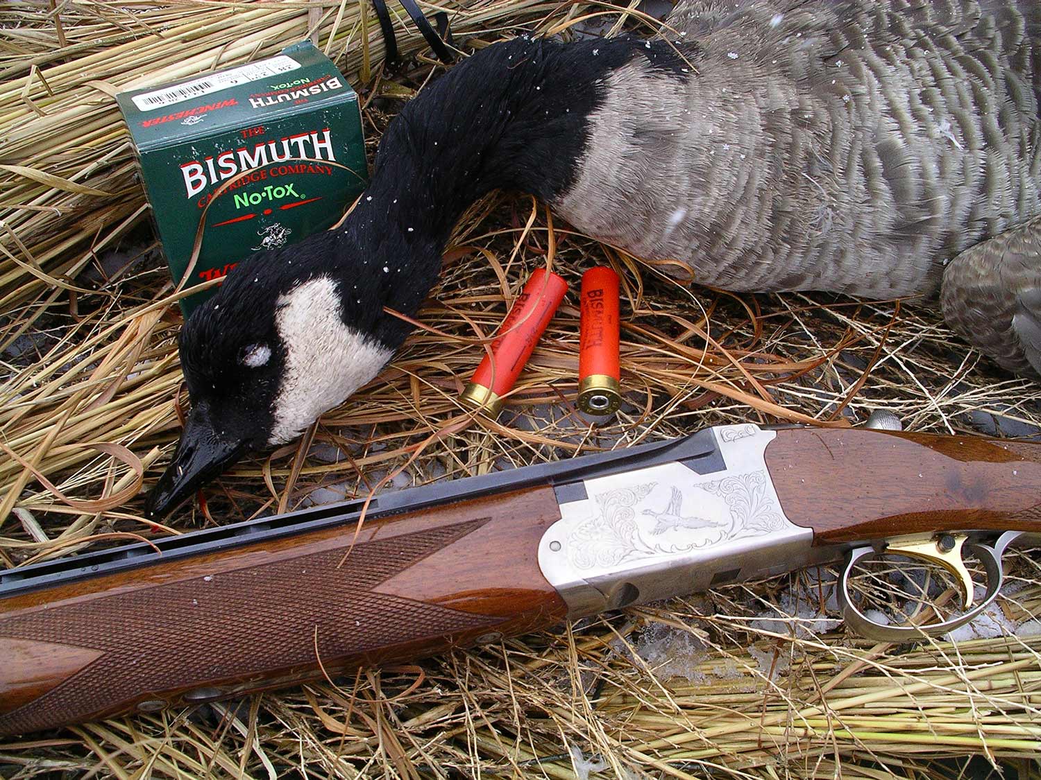 a goose shot with a shotgun.