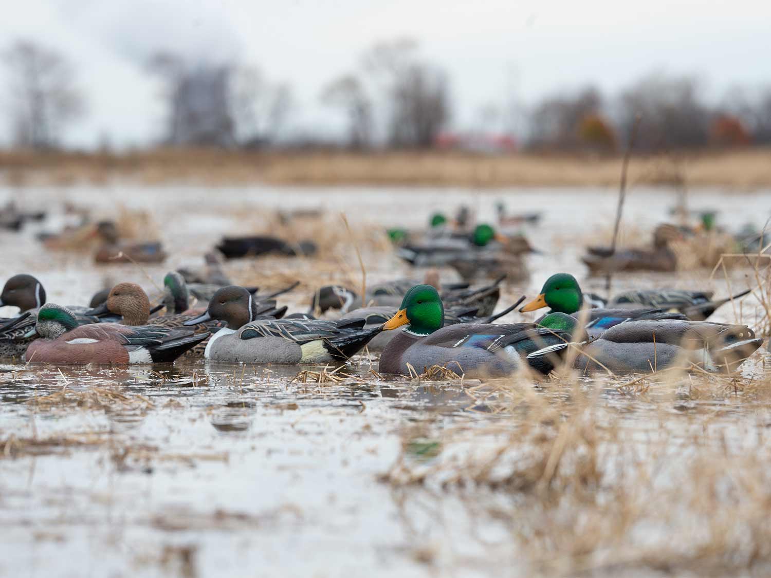 A duck decoy spread set up in shallow-water marshes.
