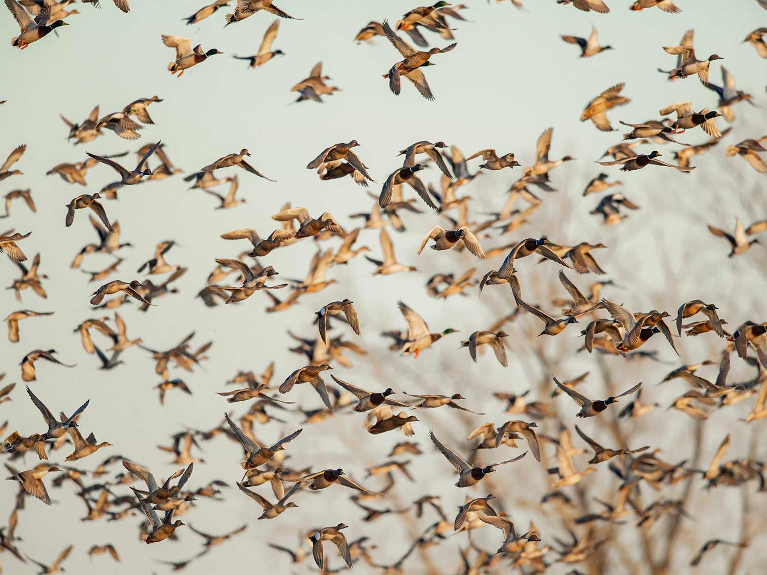 A flock of ducks in flight over a marsh.