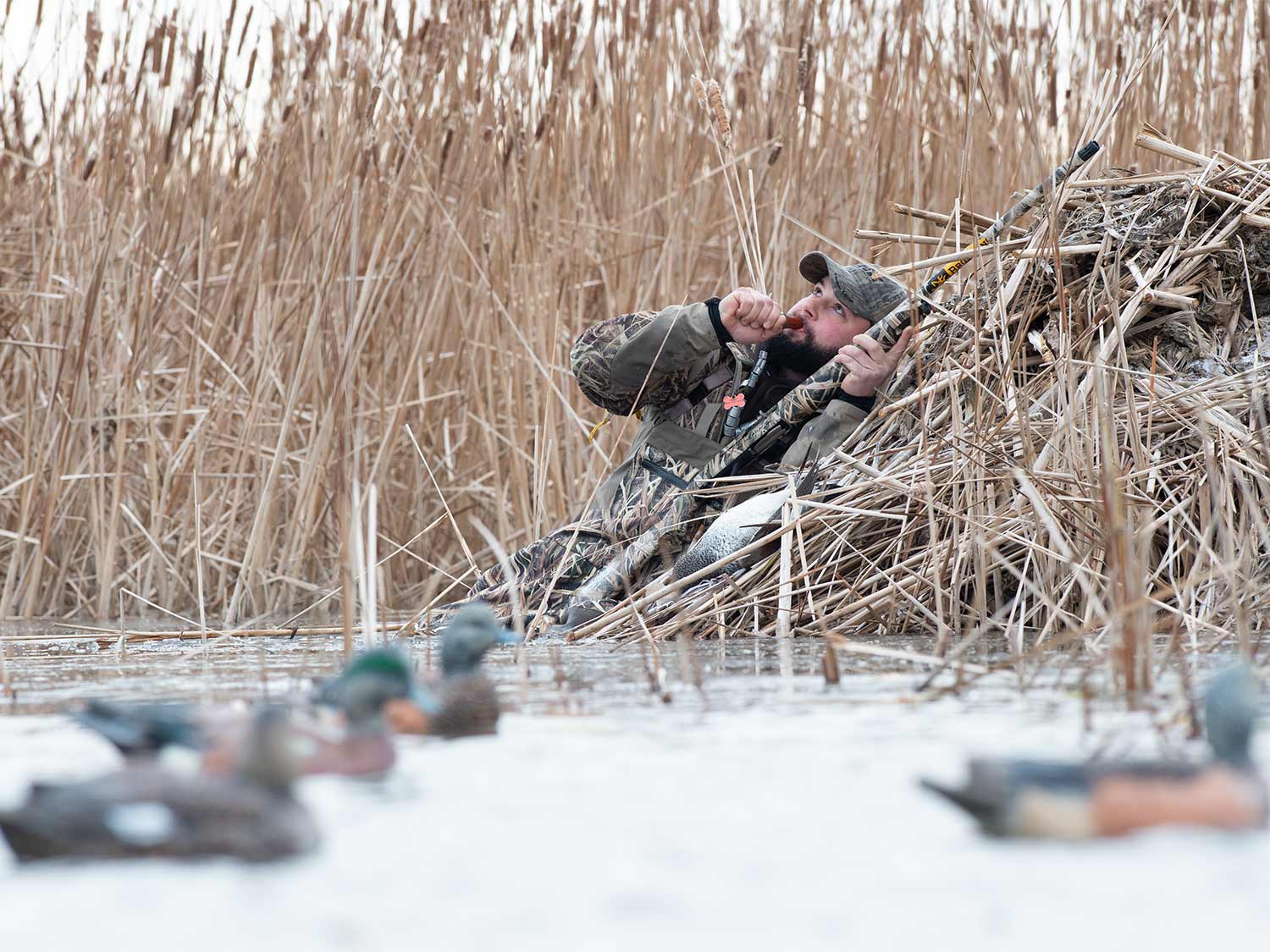 A hunter calling in a flock of ducks in a shallow marsh next to a decoy spread.