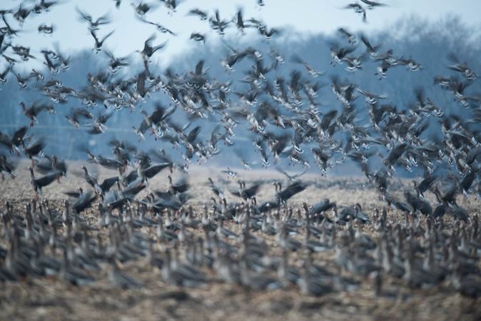 5 Keys to Killing Reverse Migration Mallards and Geese