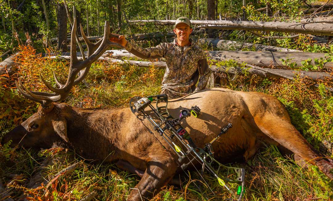 A hunter kneeling behind a Colorado elk.