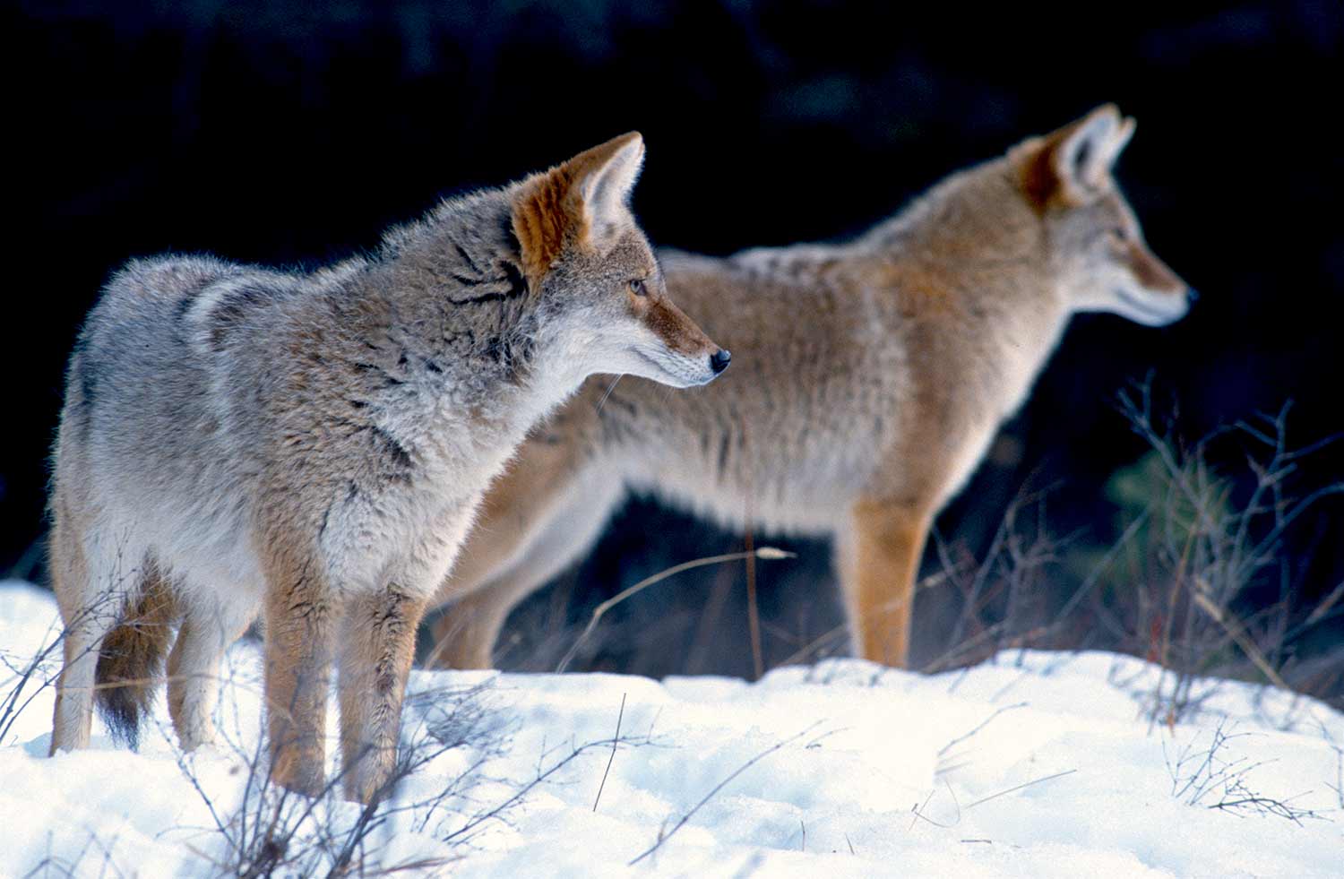 two coyotes standing in the snow.