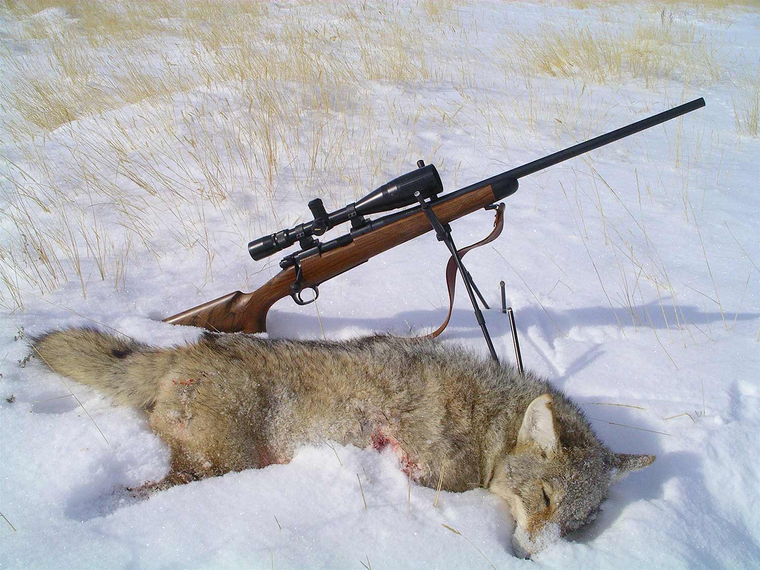 coyote in the snow next to a rifle.
