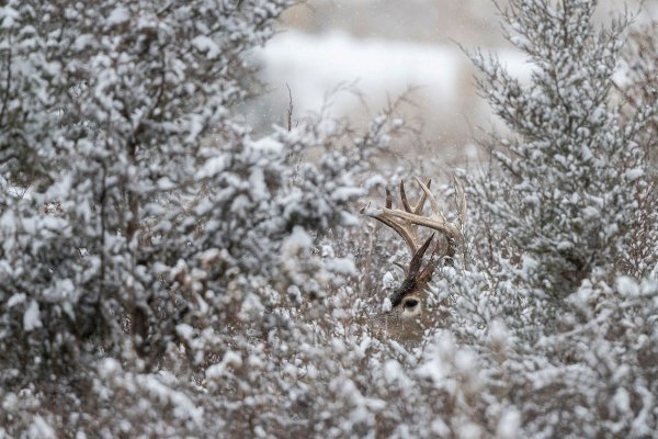 Why Post-Rut Is the New Best Time to Hunt Whitetails