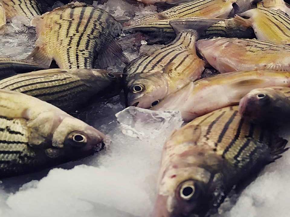 a batch of yellow bass on ice.