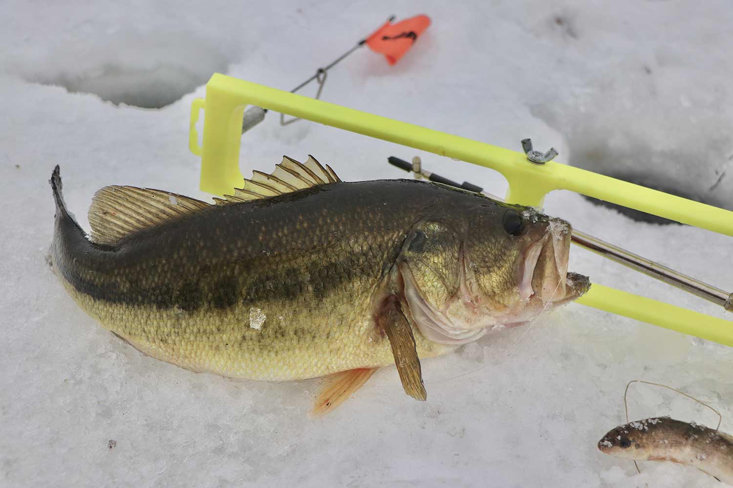 A Largemouth bass caught on tip ups
