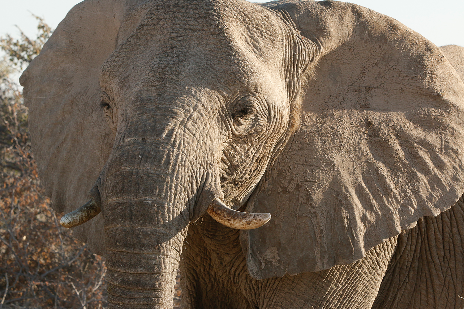 An African elephant from the Native Conservancy.
