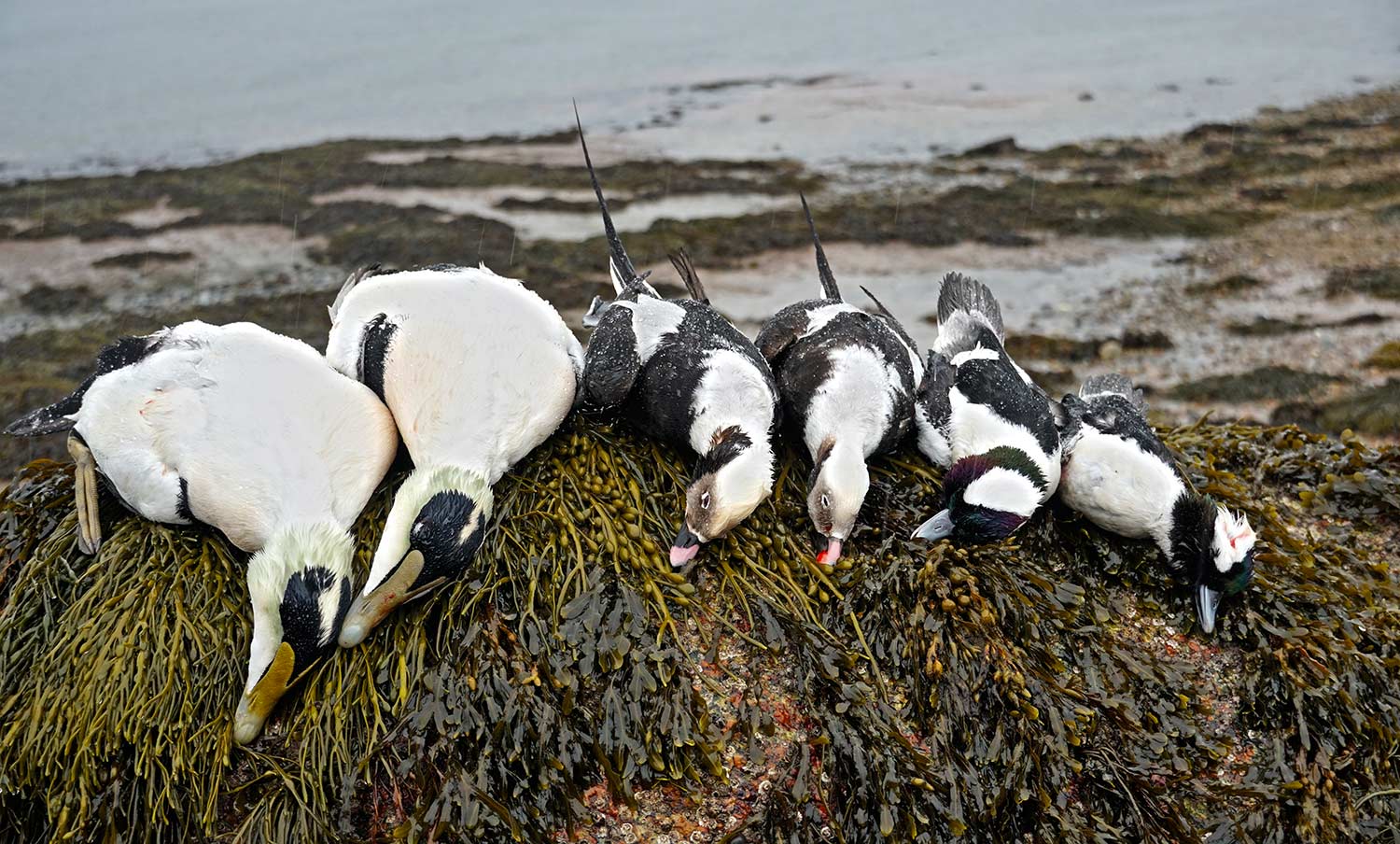 a limit of eiders or longtail ducks