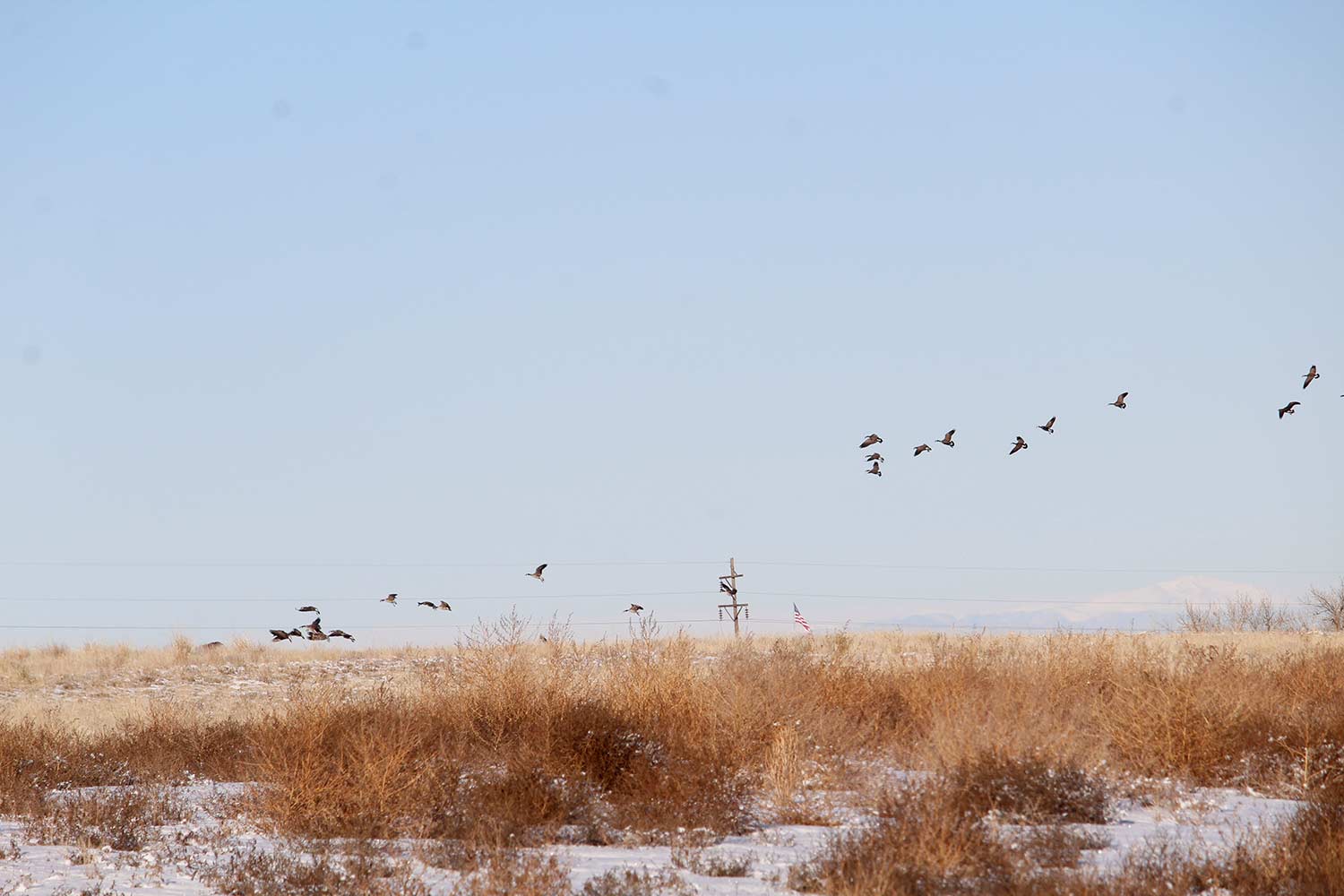 geese taking a flight in a field.