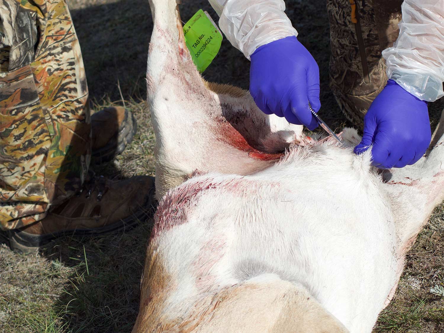 A hunter field dressing an antelope.